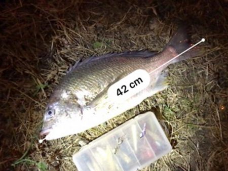 中アジ一本勝負